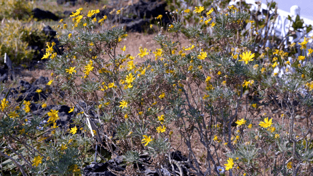 Yellow flowers blooming in field with stones