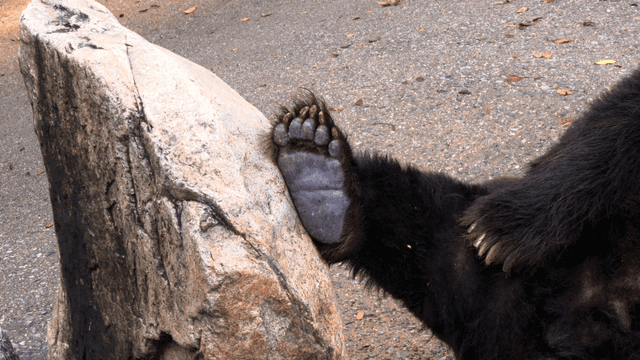 Bear paw leaning against rock