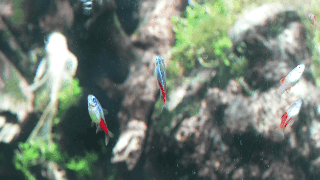 어항 속을 헤엄치는 네온테트라