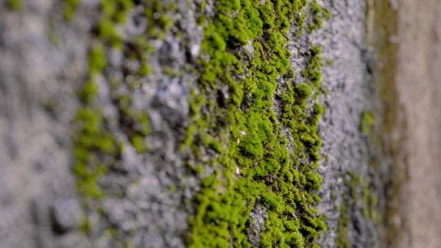 Green moss on a rocky surface