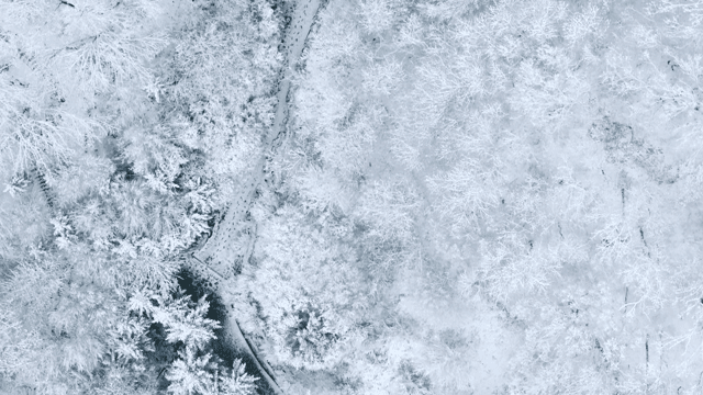 Snow-covered forest with winding paths