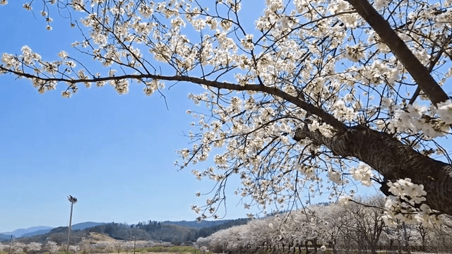 맑은 하늘 아래 만개한 벚꽃