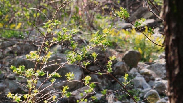 Green branches growing in a rocky forest