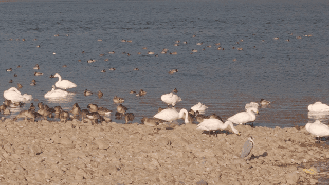 Swans and mallards in river with stones