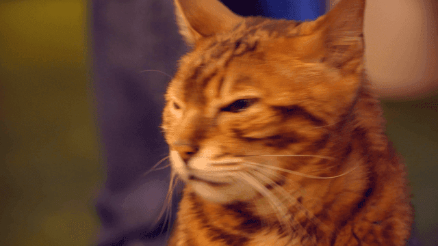 실내에서 집중하는 고양이