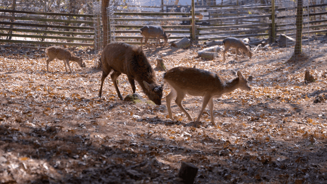Deer grazing in a fenced forest area