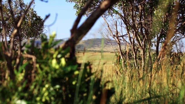 고요한 초원 풍경과 그 안에서 쉬고 있는 동물