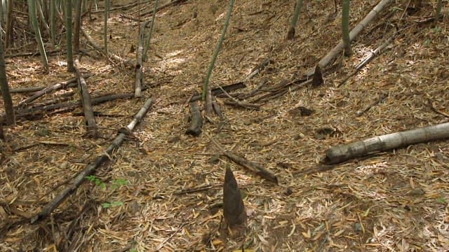 Bamboo forest with fallen leaves and sunlight filtering through