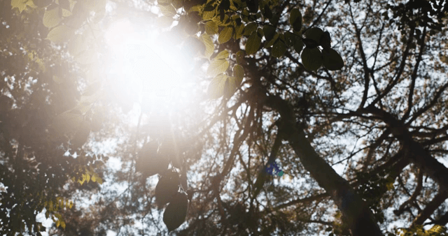 Sunlight filtering through forest leaves