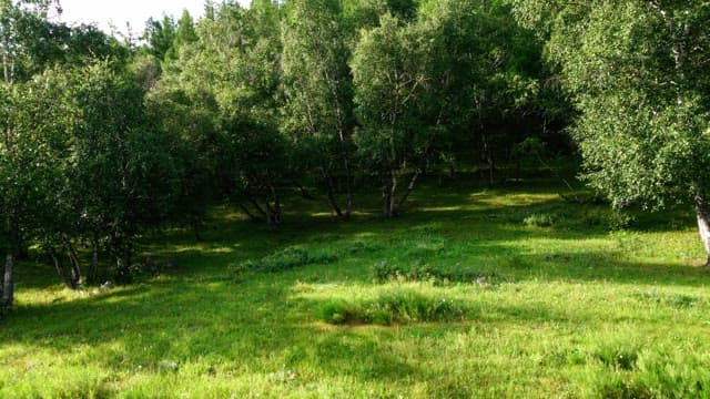 Lush green forest with sunlight