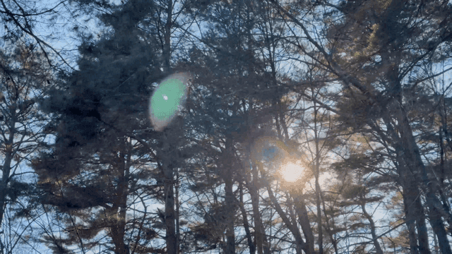 Sunlight filtering through forest trees