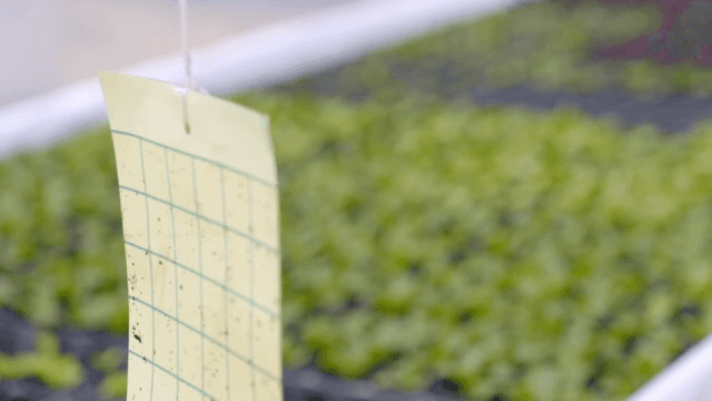Young lettuces growing in a greenhouse and sticky traps
