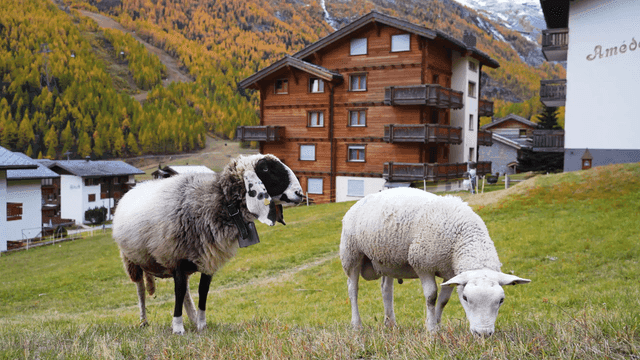 Sheep grazing near wooden houses