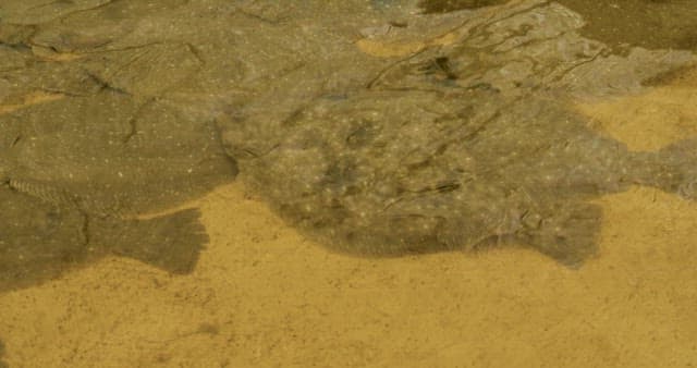 Flatfish Pouting at the Bottom of the Fish Tank