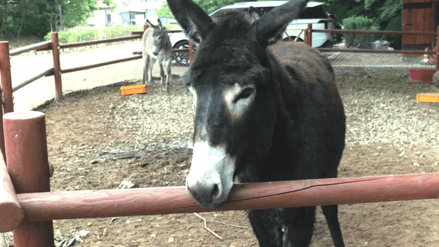 울타리 안에 있는 당나귀들