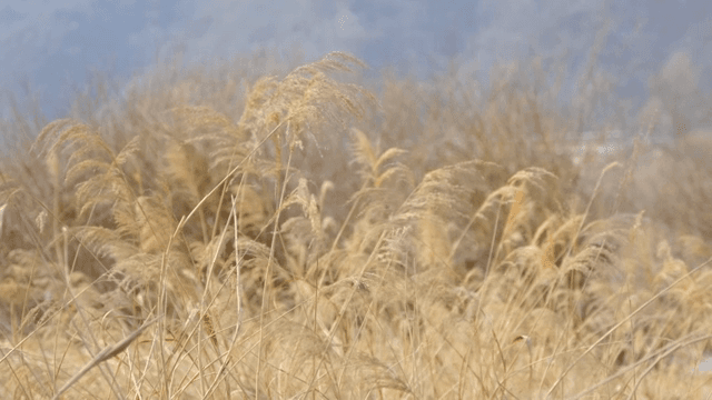 바람에 흔들리는 마른 갈대밭
