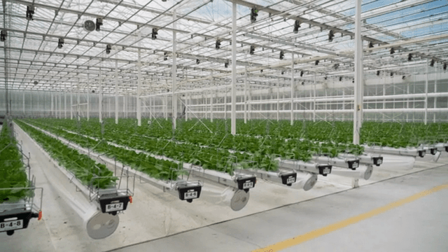 식물이 줄지어 있는 현대식 온실