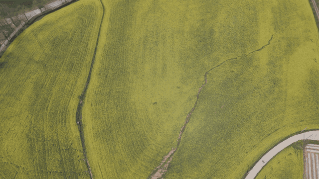 Wide yellow field with winding path