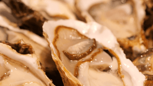 Fresh raw oysters on plate