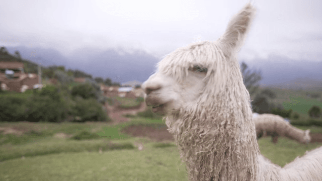 시골 마을에 서 있는 알파카