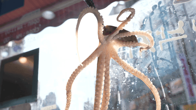 Octopus on skewer next to restaurant window
