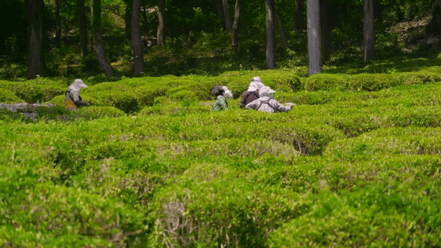 녹차밭에서 수확하는 사람들