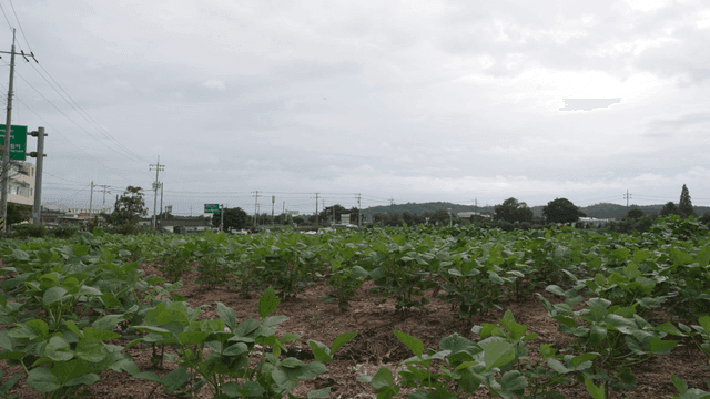 Green crop field under cloudy sky