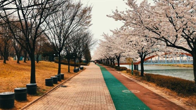 Cherry blossoms blooming along the walking path