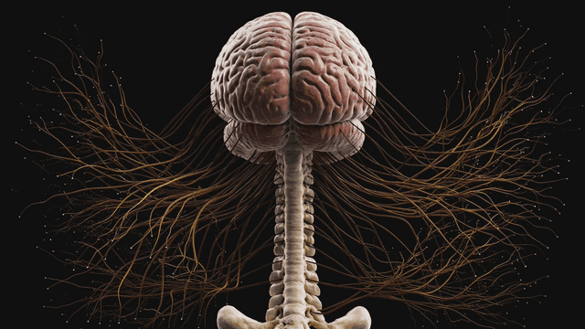 Detailed view of the human brain and spine