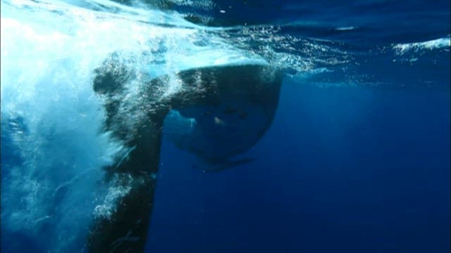 Whale swimming gracefully underwater