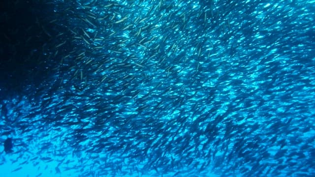 Underwater View of a School of Fish