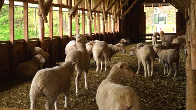 Sheep gathered inside a wooden barn during daytime.