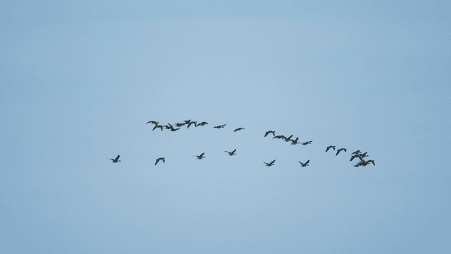 Flock of birds flying in formation across the sky