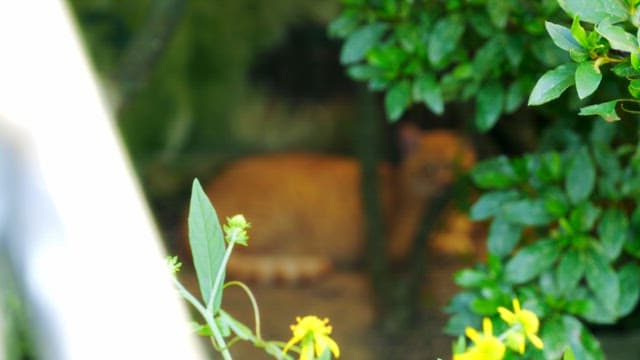 Cat resting under a bush