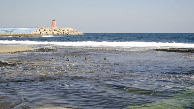 오리와 등대가 있는 고요한 해변