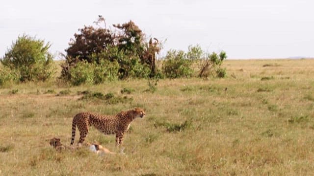 Cheetah and Cubs Resting in the Savannah