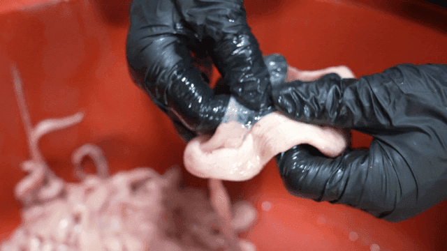 Hands cleaning offal in red container