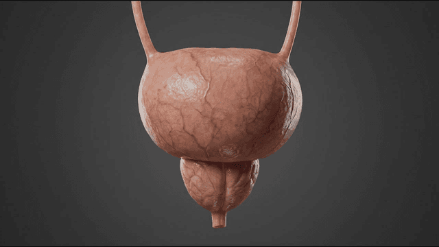 Detailed view of a human bladder model