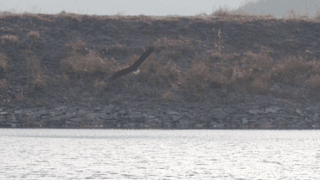 Flying over calm river by white-tailed eagle