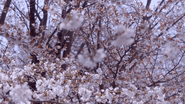 가지에 만개한 벚꽃