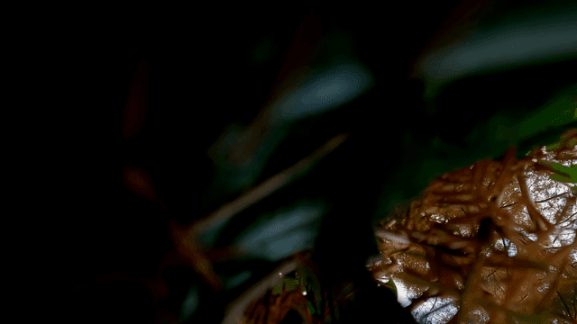 하늘을 날다 떨어지는 새의 시점