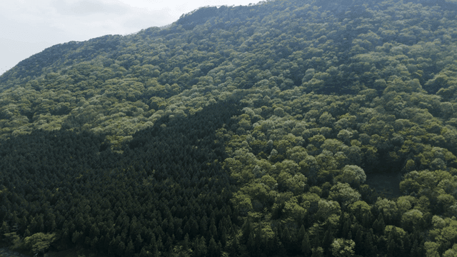 Lush green forest covering a mountain