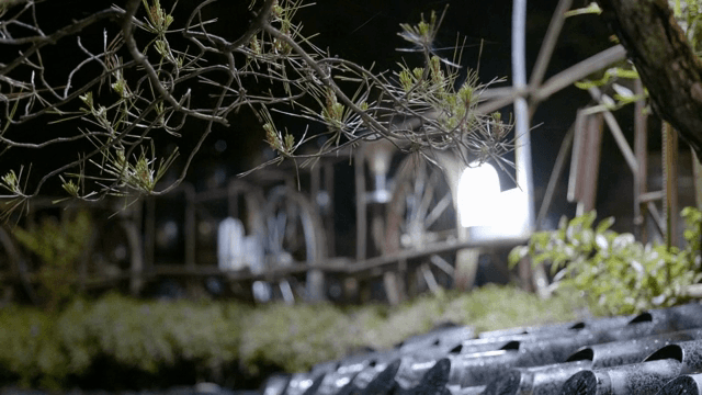 밤 조명 아래 나뭇가지와 잎