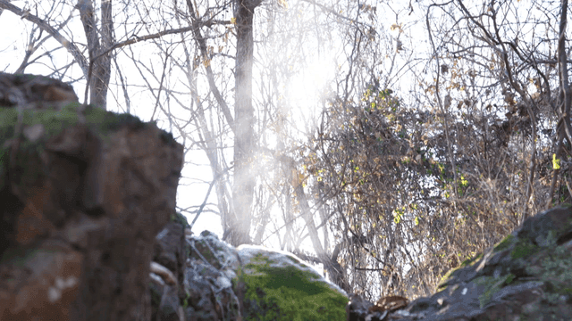 Sunlight shining through steam between trees in forest