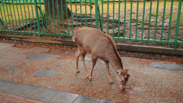 Deer foraging near a green fence in an urban park