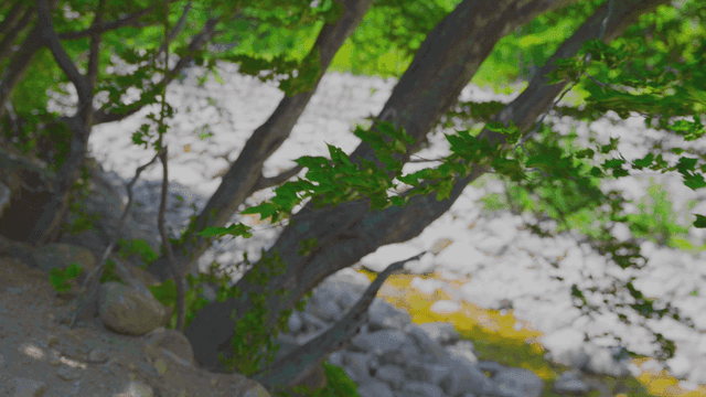 부드러운 바람에 흔들리는 나뭇잎