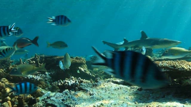 Underwater scene with diverse marine life