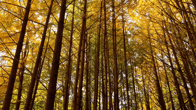 햇살이 비치는 키 큰 나무가 있는 숲
