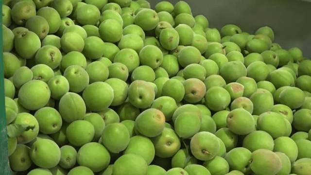 Green plums pouring onto a conveyor