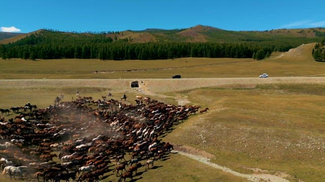 Herding animals across vast countryside plains